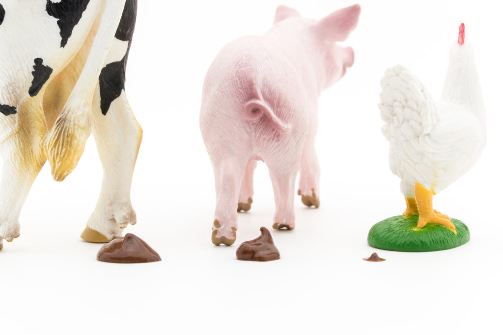 動物のふん尿とは？動物のふん尿の種類や廃棄量統計の現状と課題