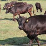動物系固形不要物とは?廃棄量統計の現状やBSE問題とリサイクル方法