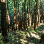 木質バイオマスとは?木質廃材を使ったエネルギーを解説