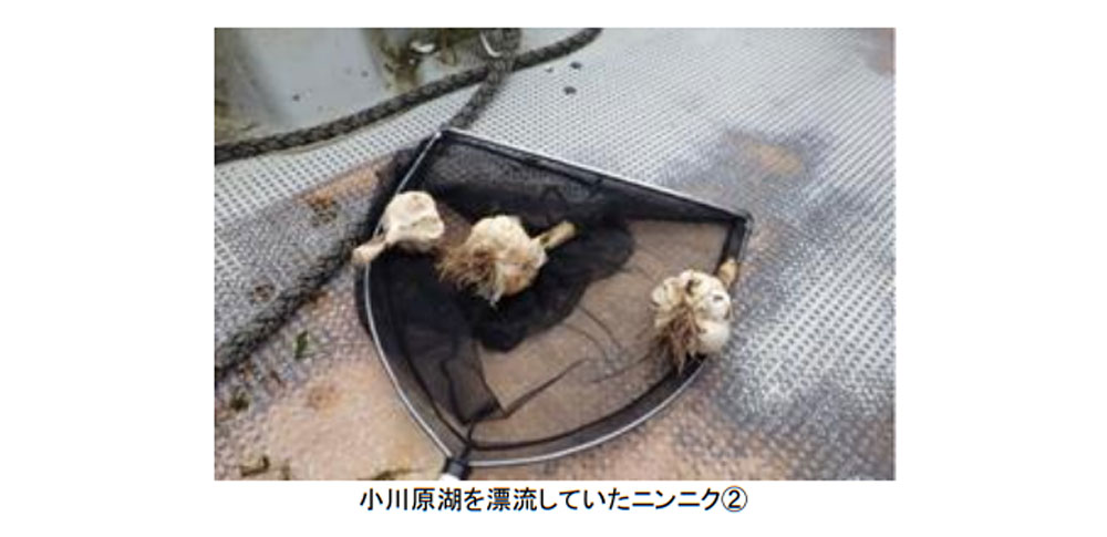 青森県東北町の湖岸に大量のニンニクが漂着、不法投棄の可能性
